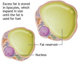 fat-cells-14560